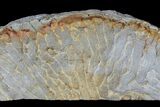 Pennsylvanian, Fossil Microbial Mat - Oklahoma #77899-1